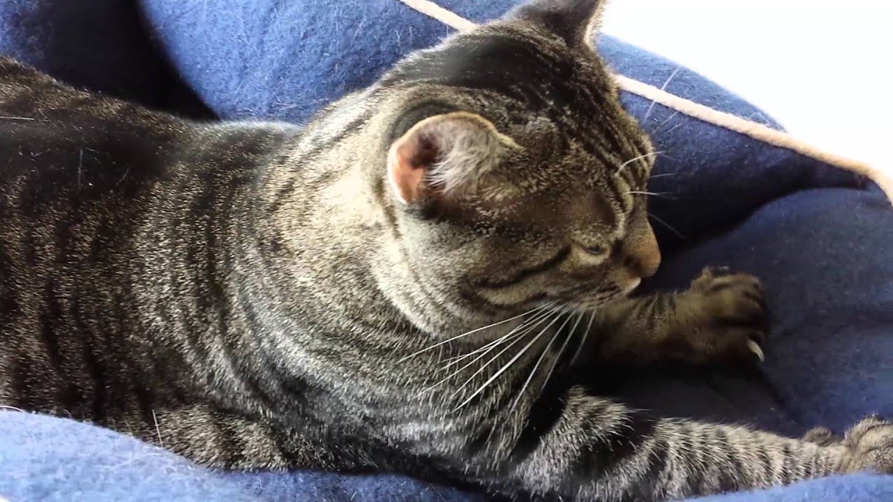 Feline Observational Video VIII - Tacy the Cat Kneading