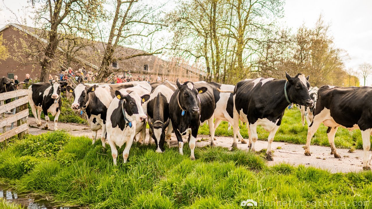 Koeien naar buiten 2023 | Kaasboerderij de Koepel Harmelen