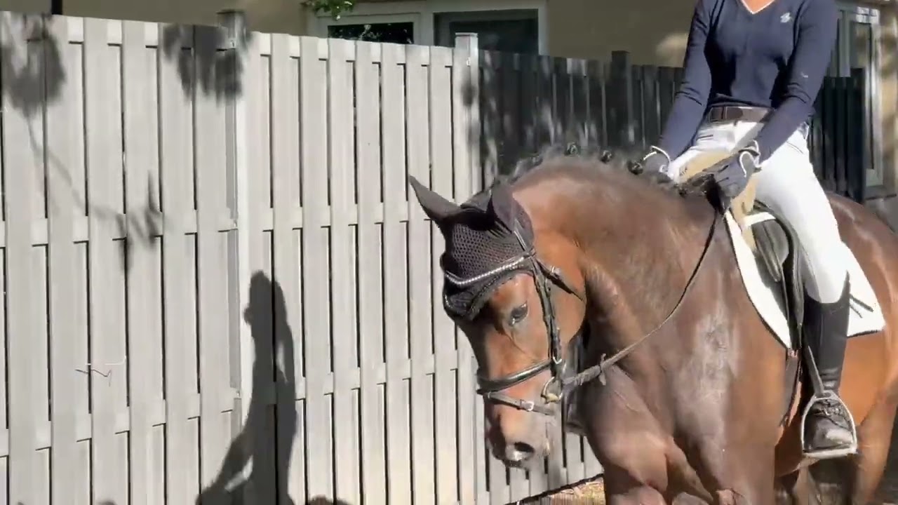 Double Power XXL Reitpony zum Verkauf 