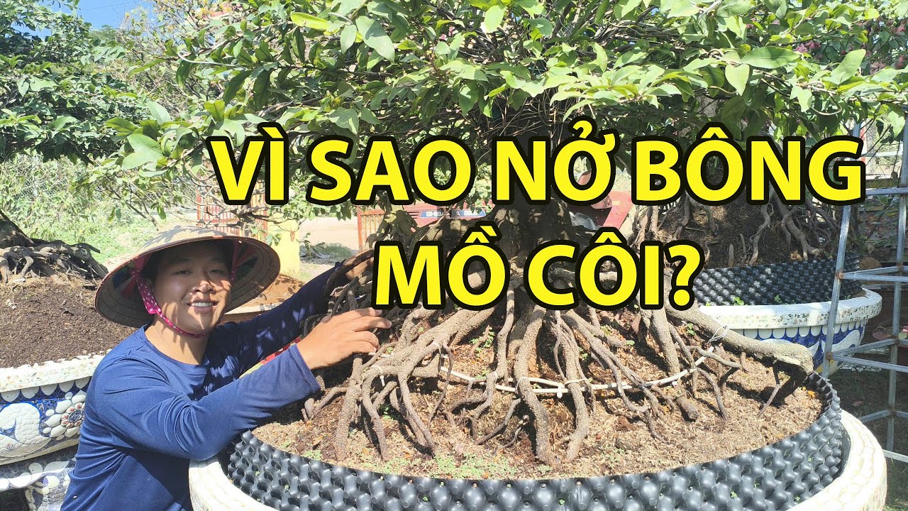 Vì sao mai nở bông mồ côi? #maivang68