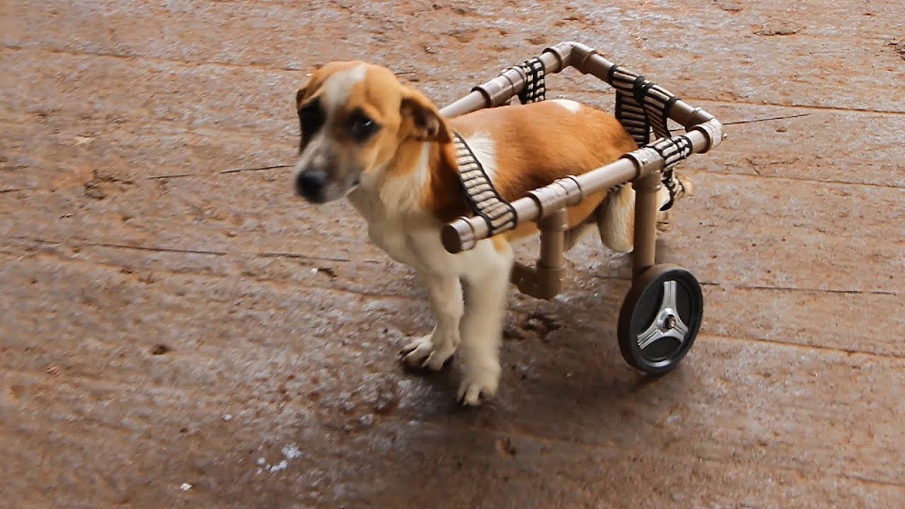 Cachorro perde movimento das pernas e ganha cadeira de rodas para se locomover
