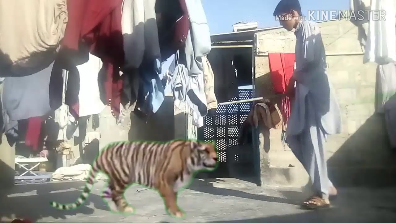 Lion attack edit with kinemaster very easily