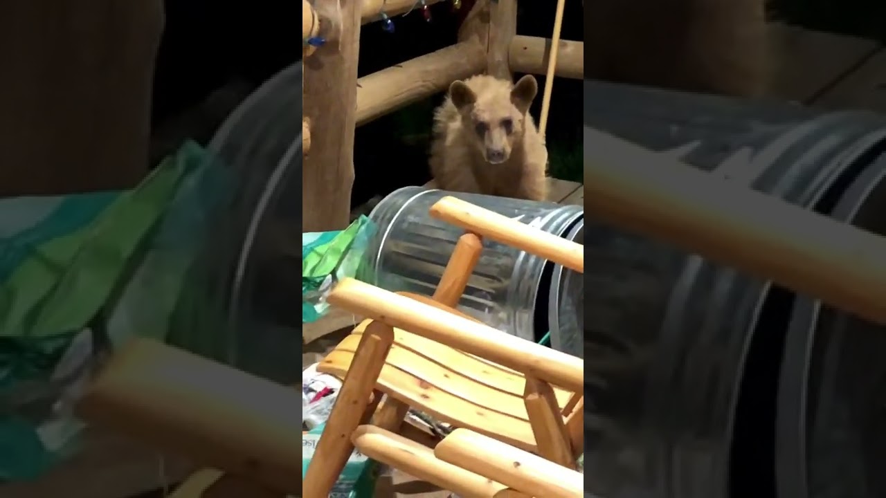 Bold Bear Cub