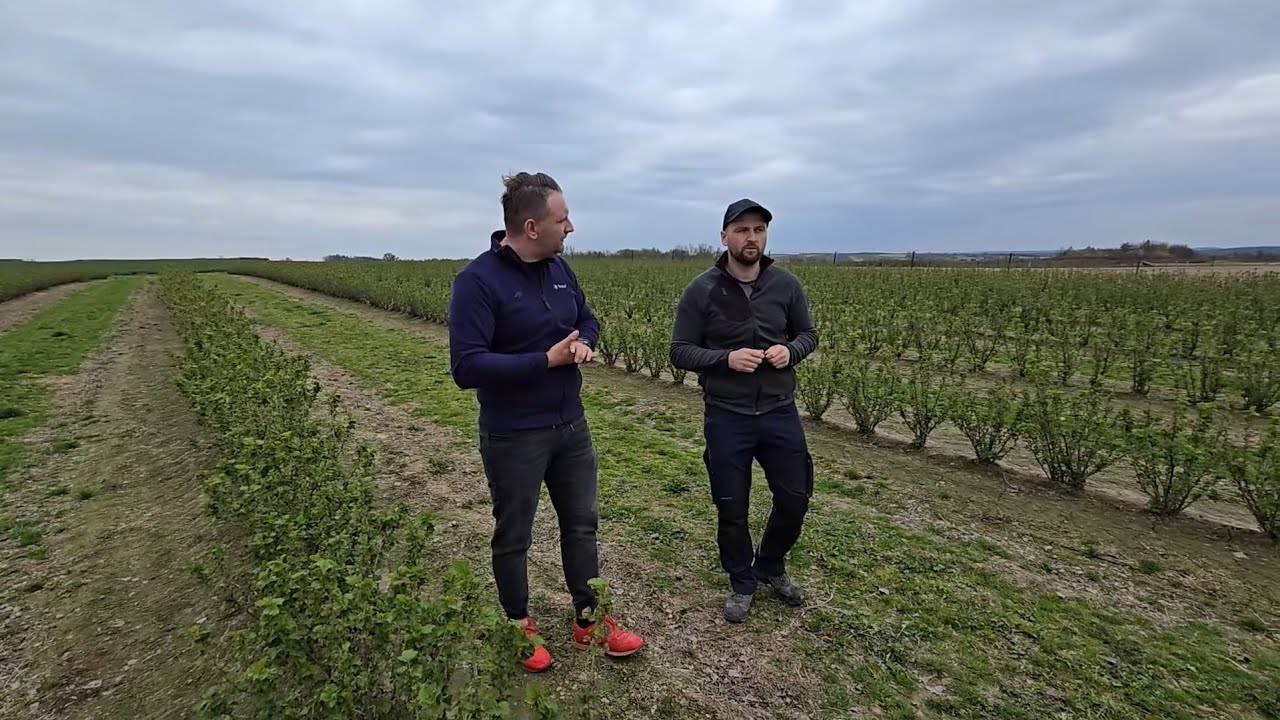 Porzeczka czarna: przędziorek i skutki przymrozków 15/04/2025