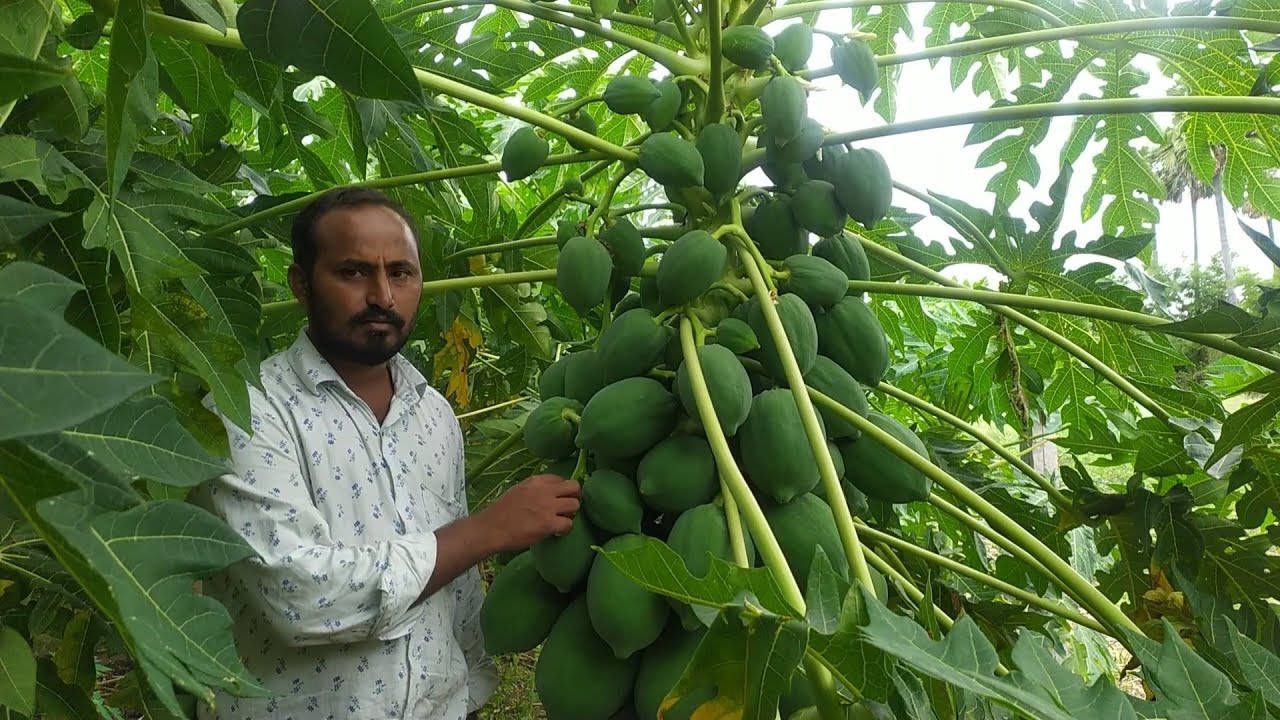 papaya fruit cultivation ||papaya farming in 2020 #papaya farmer balakrishna success story
