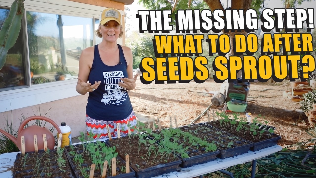 Seeds Germinated? 3 CRITICAL Tips For Your Next Steps To Get Healthy Plants