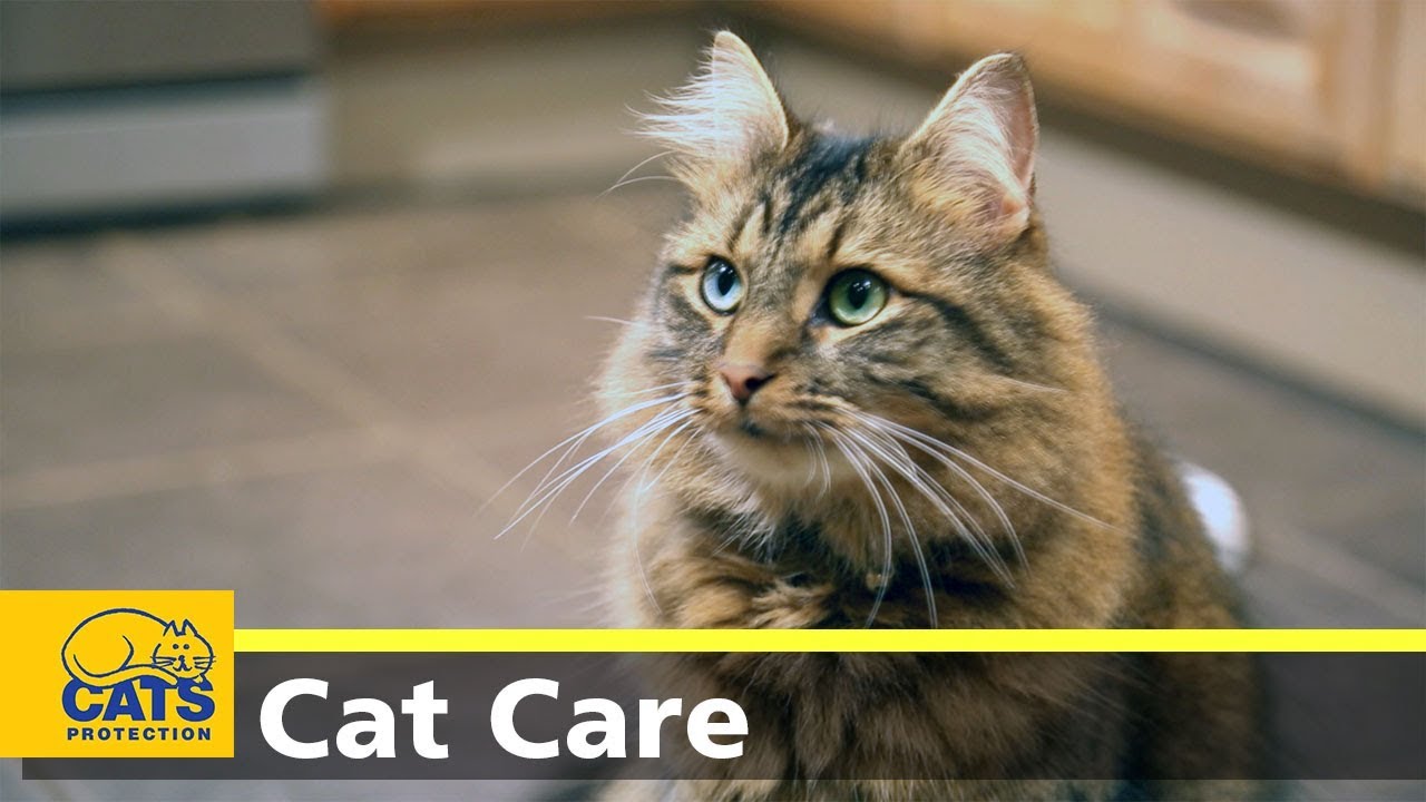Cats and toxoplasmosis - Cats Protection's Kids and Kitties