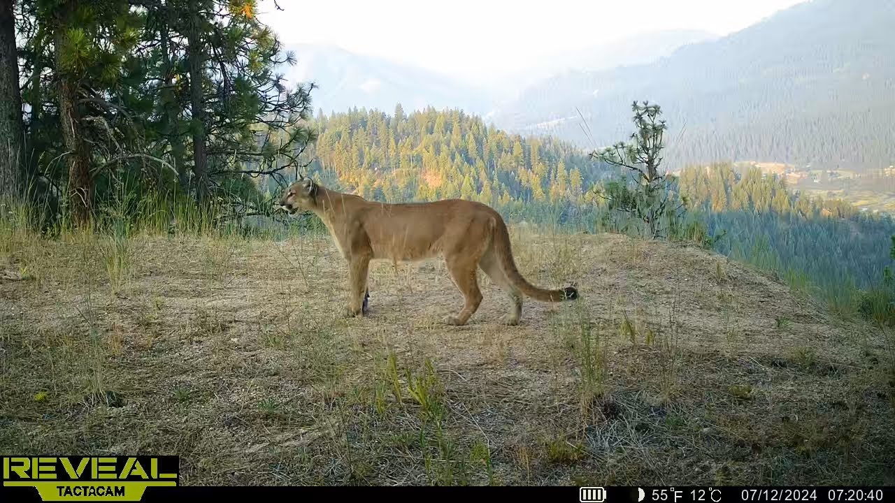 Best Cellular Trail Camera Wildlife Footage In Idaho | July 2024