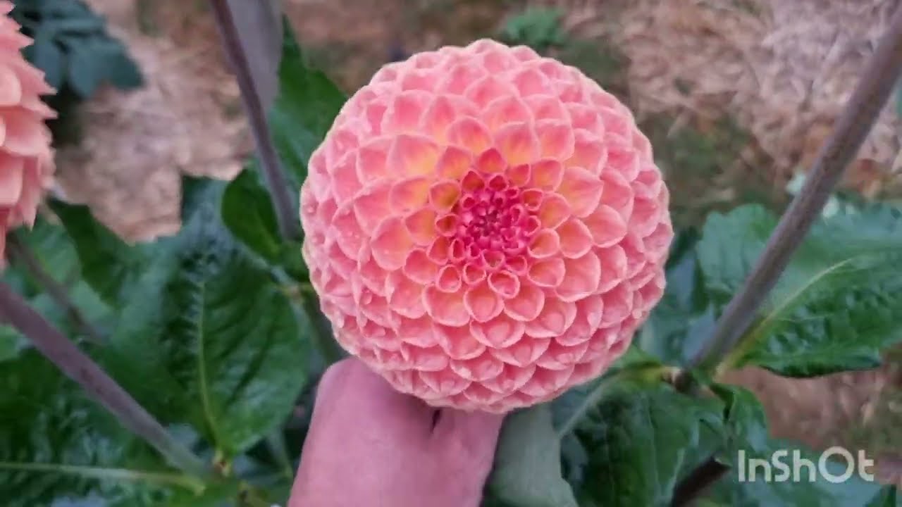 How i grow Dahlias. August and the shows 2024