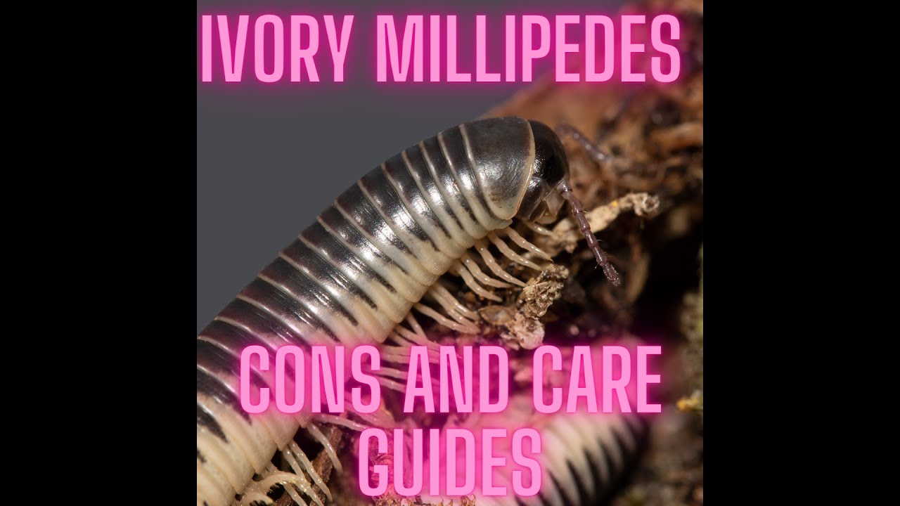 Ivory Millipede - Care and Cons!