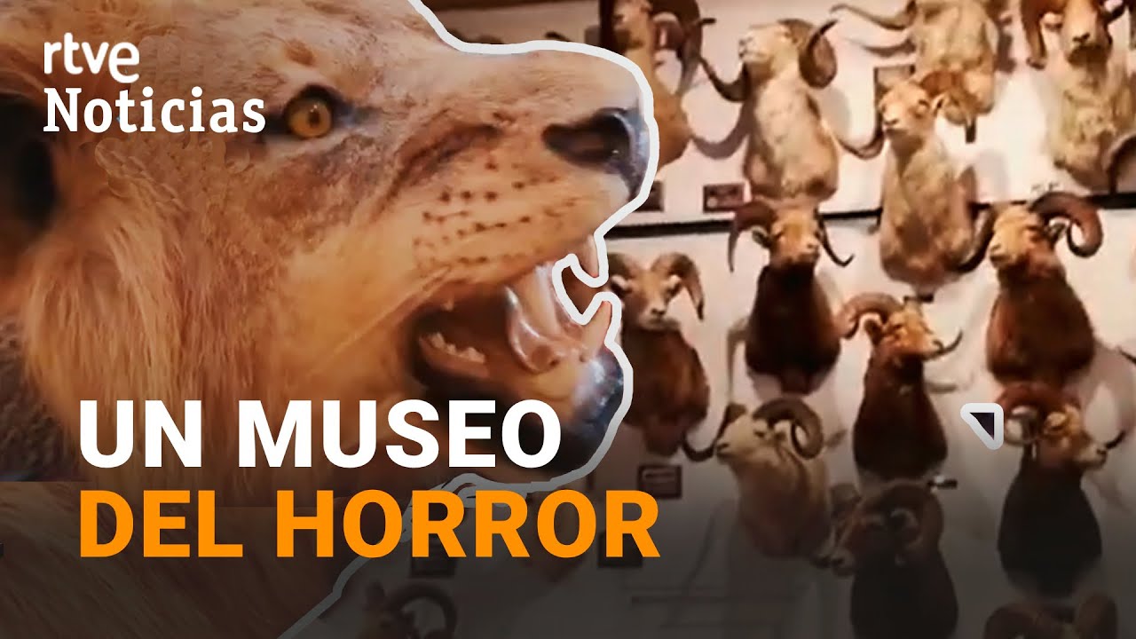 Intervienen 49 ANIMALES DISECADOS y 132 piezas de MARFIL en Madrid | RTVE Noticias