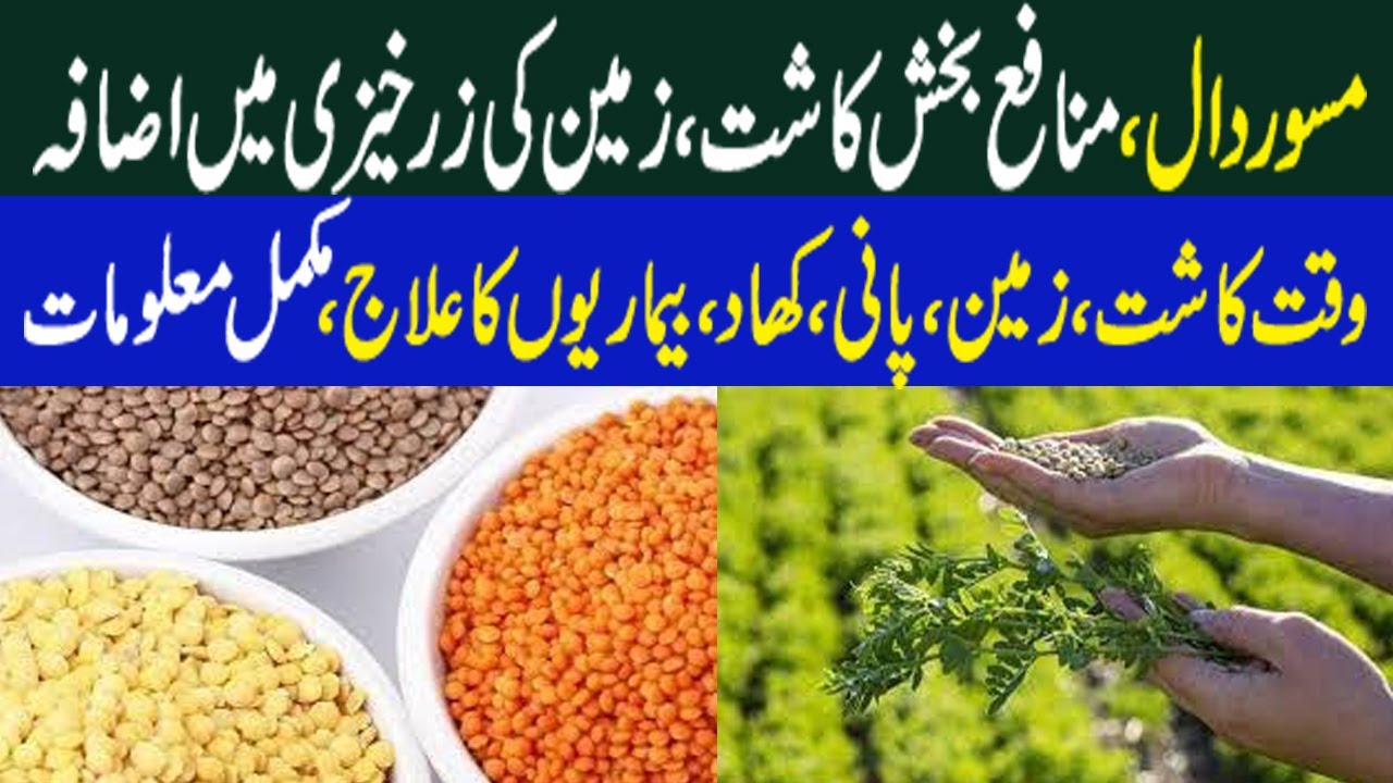 Masoor Dall Ki Kasht | Lentil Cultivation in Pakistan | مسور دال کی کاشت