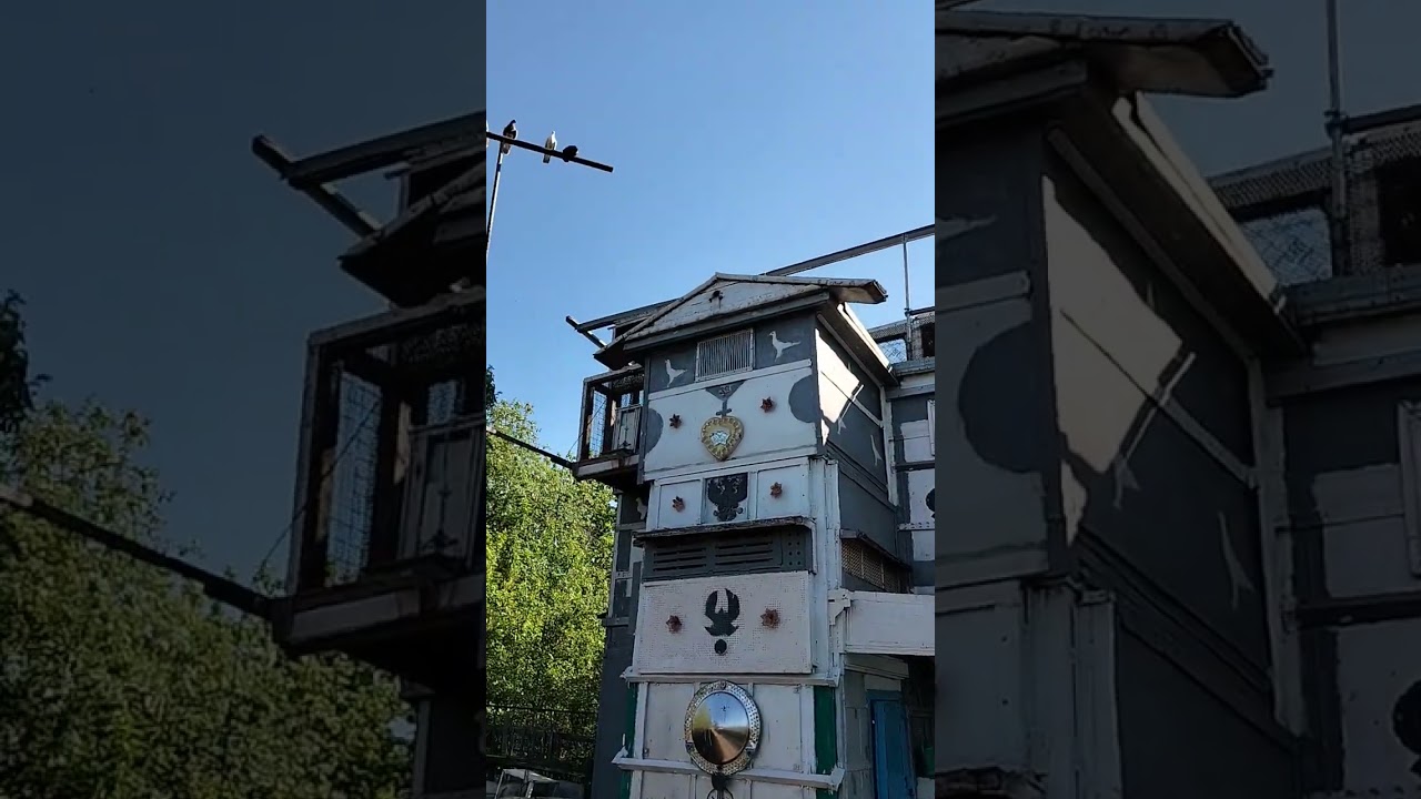 Выпускаем голубей. Голубятня на даче#channel#nature#fauna#birds#pigeons
