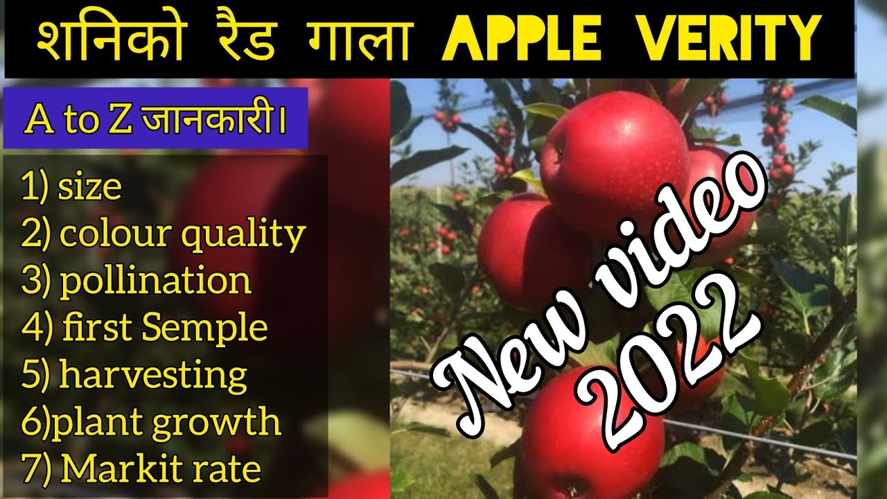 Schnico red Gala variety review । Best Gala Verity  for middle elevation | schniga shnico Gala apple