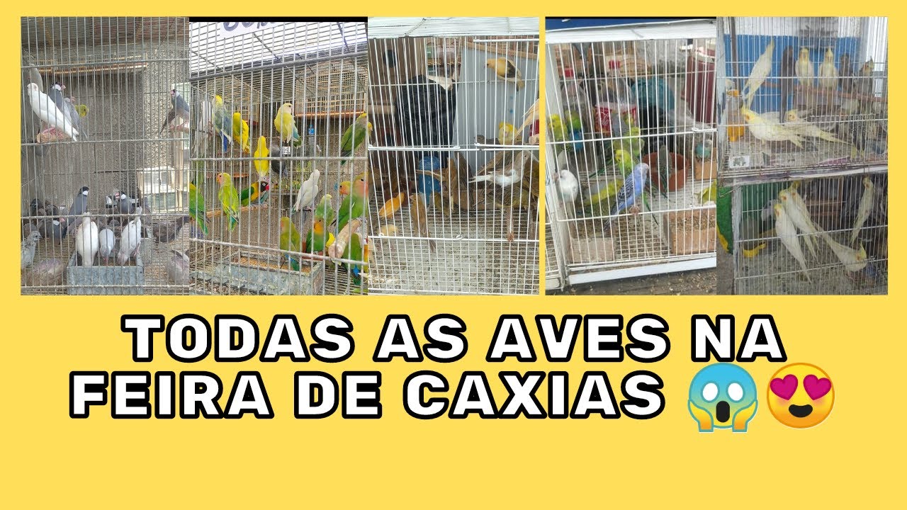 Mostrando os preços de todos os pássaros na feira de Caxias! Calopsita, Calafate,Ringnek, Agapornis