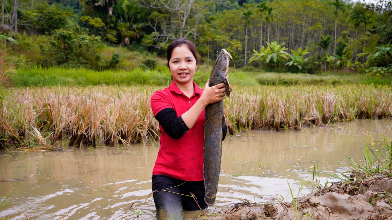 Harvesting Lots Of Big Many Catfish in Wild Mud Pond Goes To Market Sell | Linh - Free Bushcraft