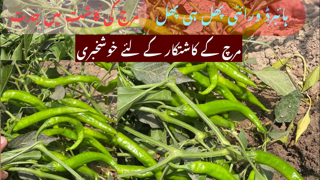 چائنہ سے آئی ہائبرڈ مرچ کے اوپر پھل ہی پھل | مکمل معلومات شاندار ورائٹی پھل ہی پھل