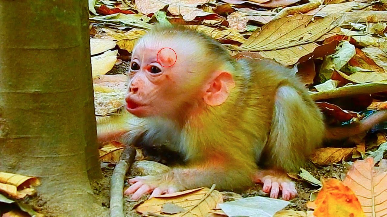 Oh God..! Never To See Newborn  Cry Scared Like This While Mother Leave Her alone