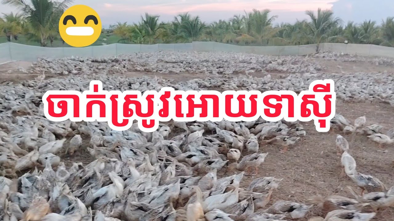 ដេញ់ទាអោយស៊ីស្រូវ