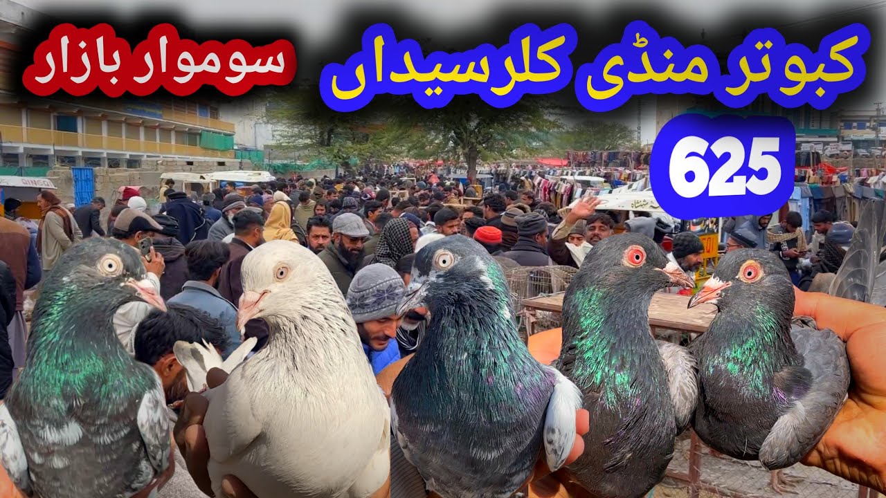 625 | Kallar Syedan Kabootar Mandi | Today Latest Update High Flyer Pigeon Market Price | 1/26/2026 