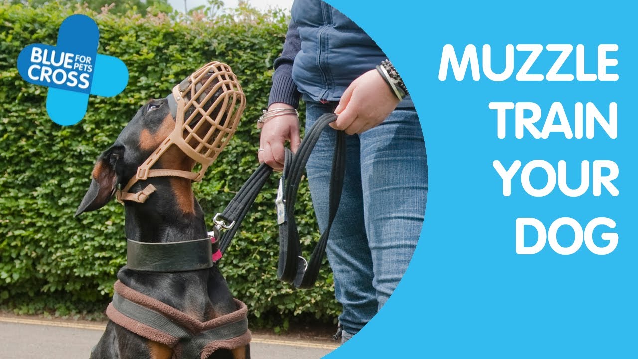 Muzzle Training Your Dog | Blue Cross