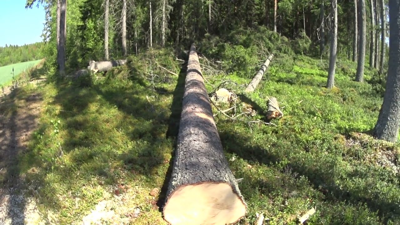 Metsolan Metsäkoulu 281 - Tukkirungon apteeraus - lyhyt oppimäärä
