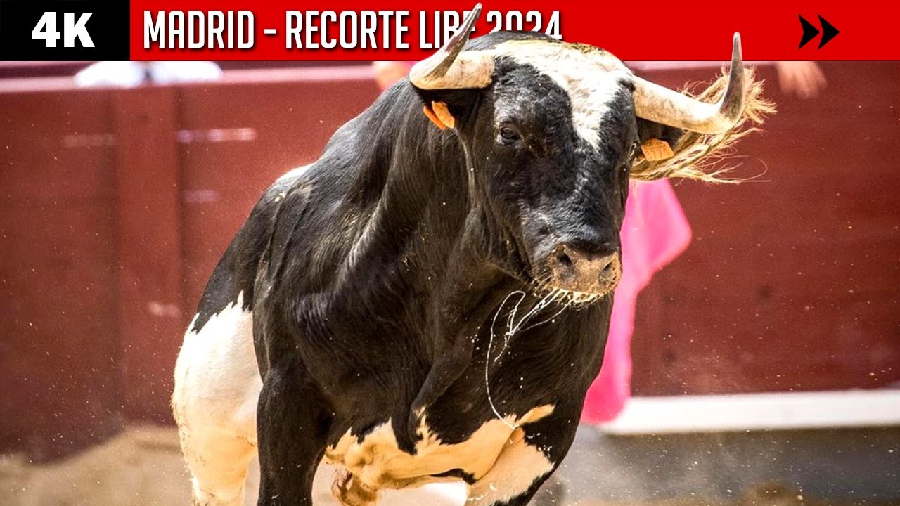 4K ▪ MADRID ▪ RECORTE LIBRE 2024 ▶ Toros de FRANCISCO GALACHE