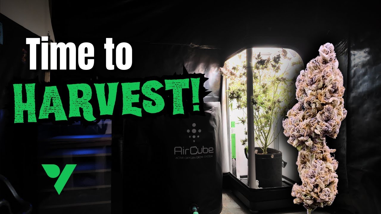Какое ПРЕКРАСНОЕ РАСТЕНИЕ! | Vivosun VGrow HARVEST!
