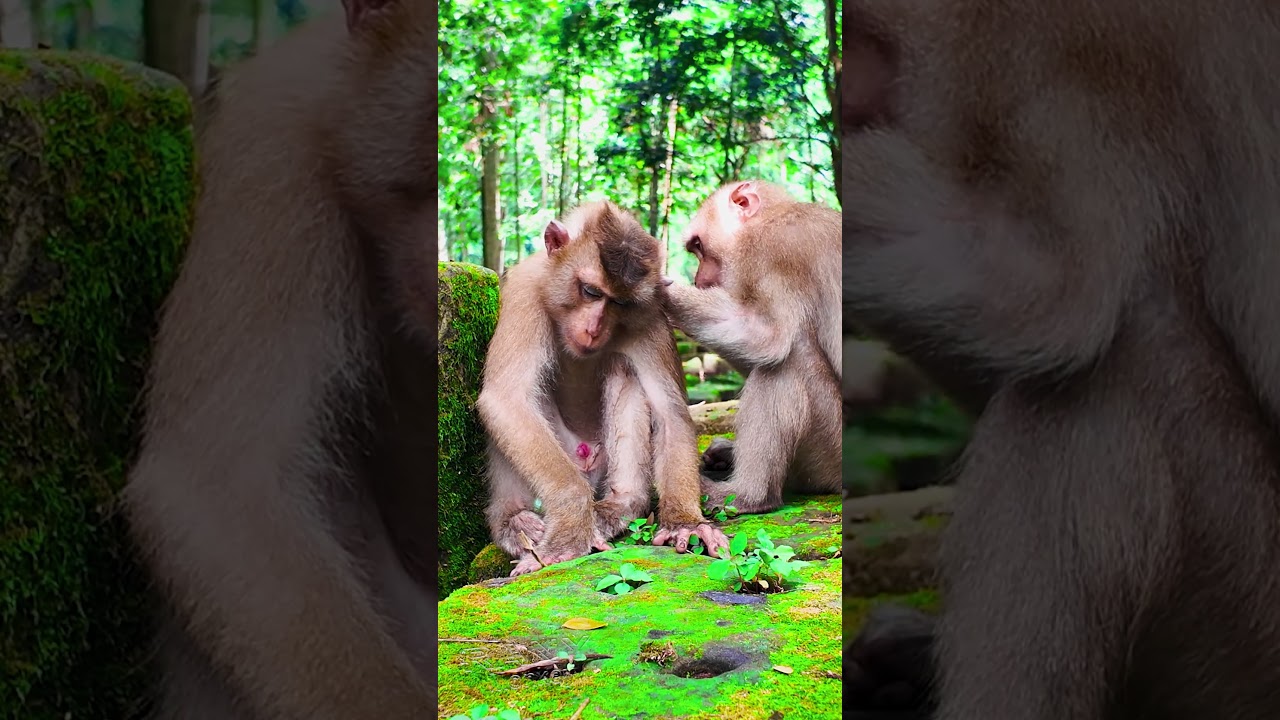 Monkey At Angkor thom  