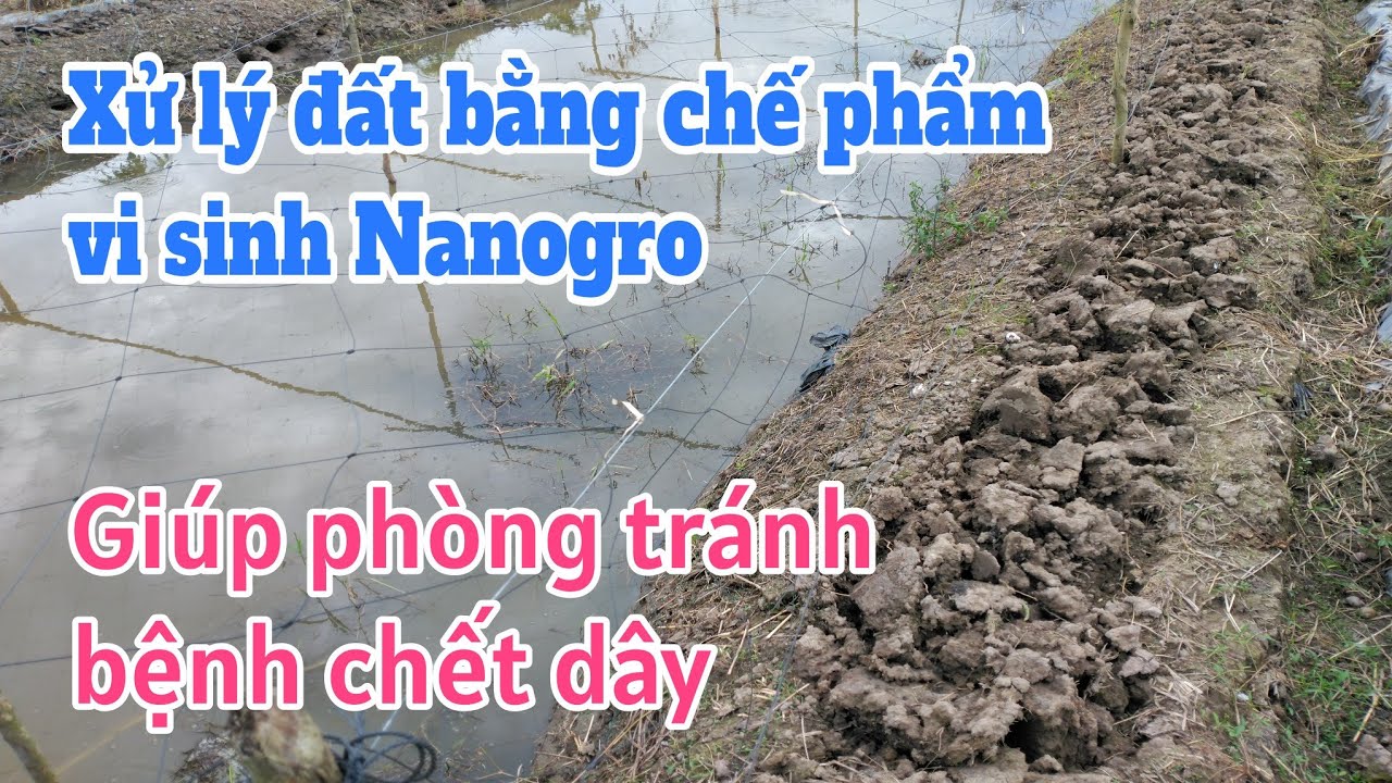 Kỹ thuật trồng mướp hương SH45: P1-Xử lý đất phòng bệnh chết cây con