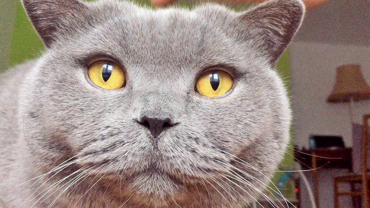 Coconut. Blue British Shorthair - Purrs lots of PURRS