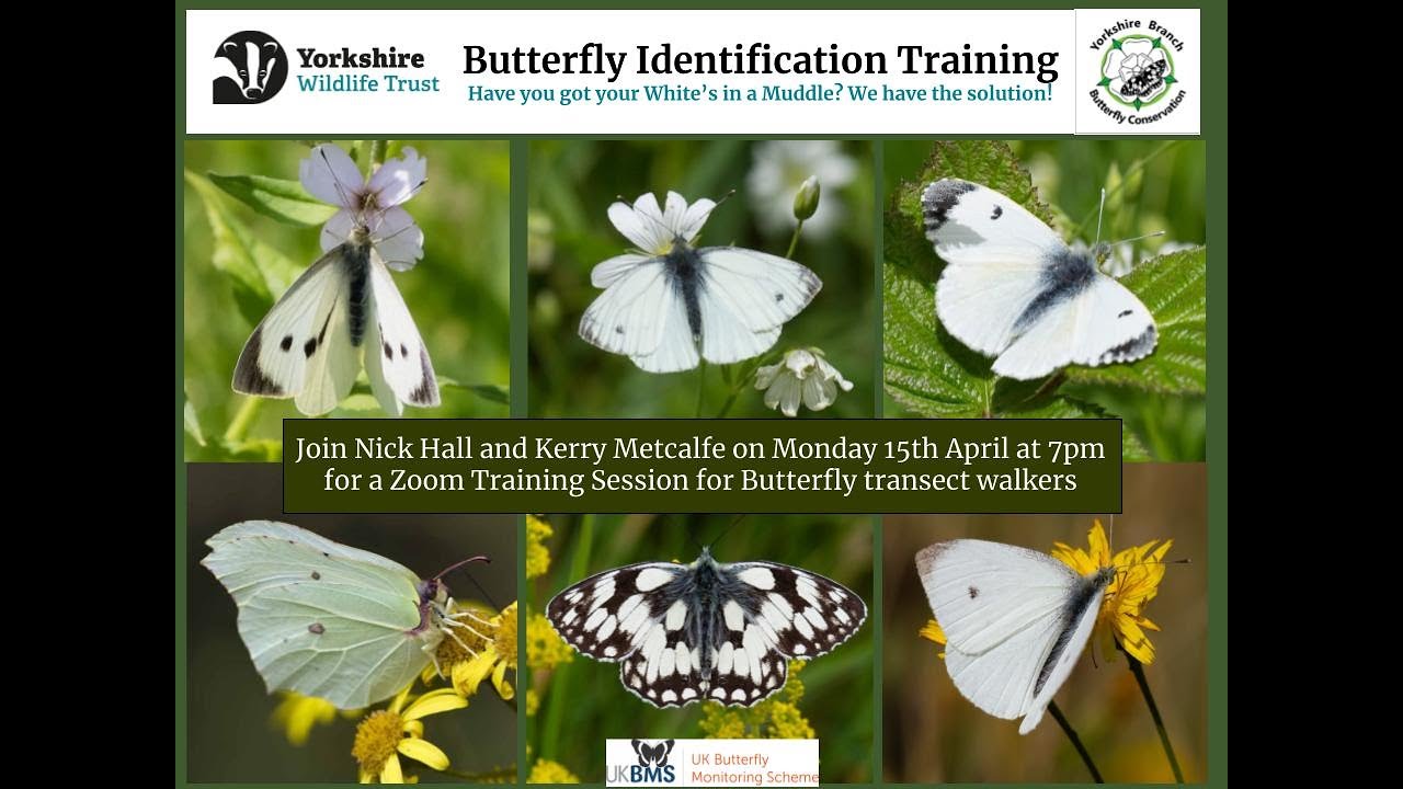 Butterfly Identification training