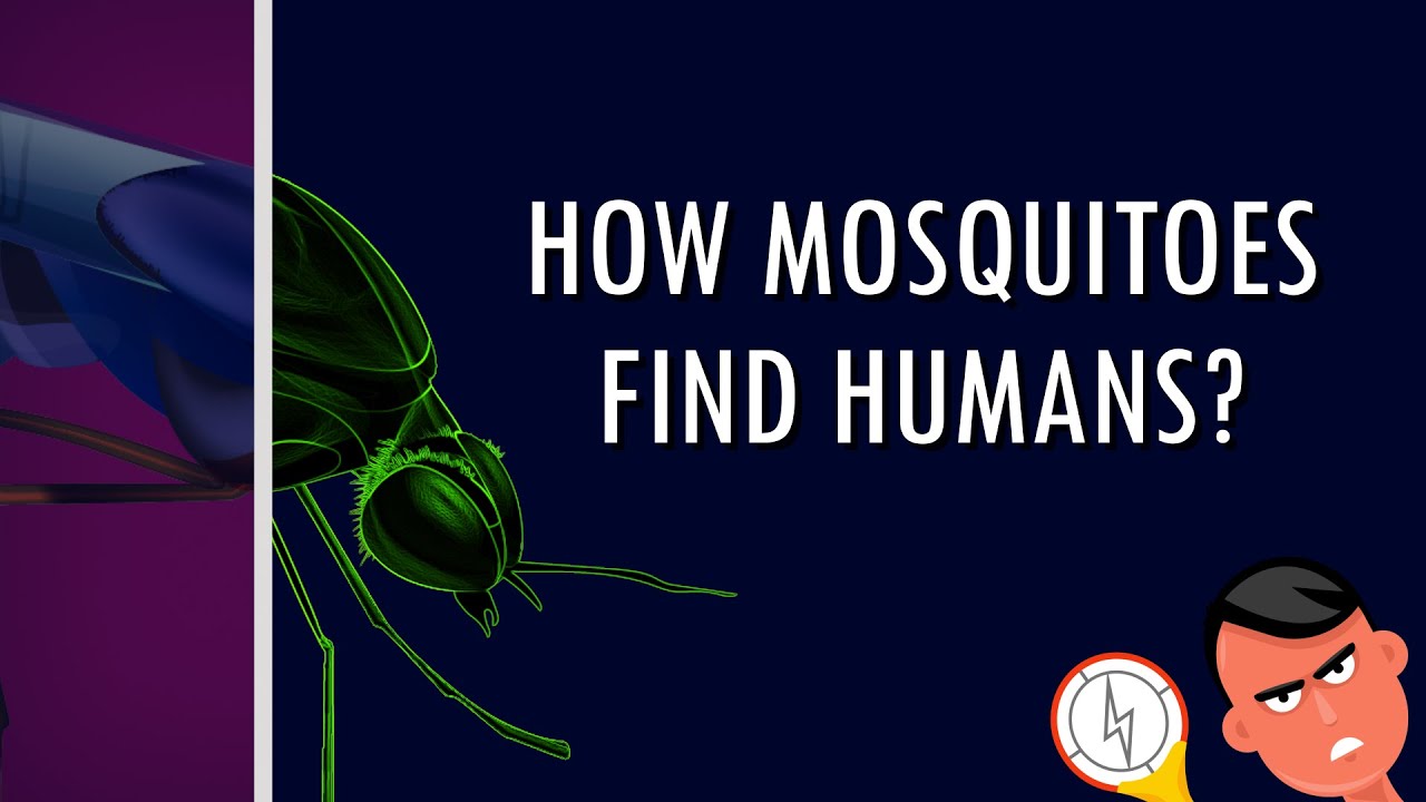 How Mosquitoes Find Humans