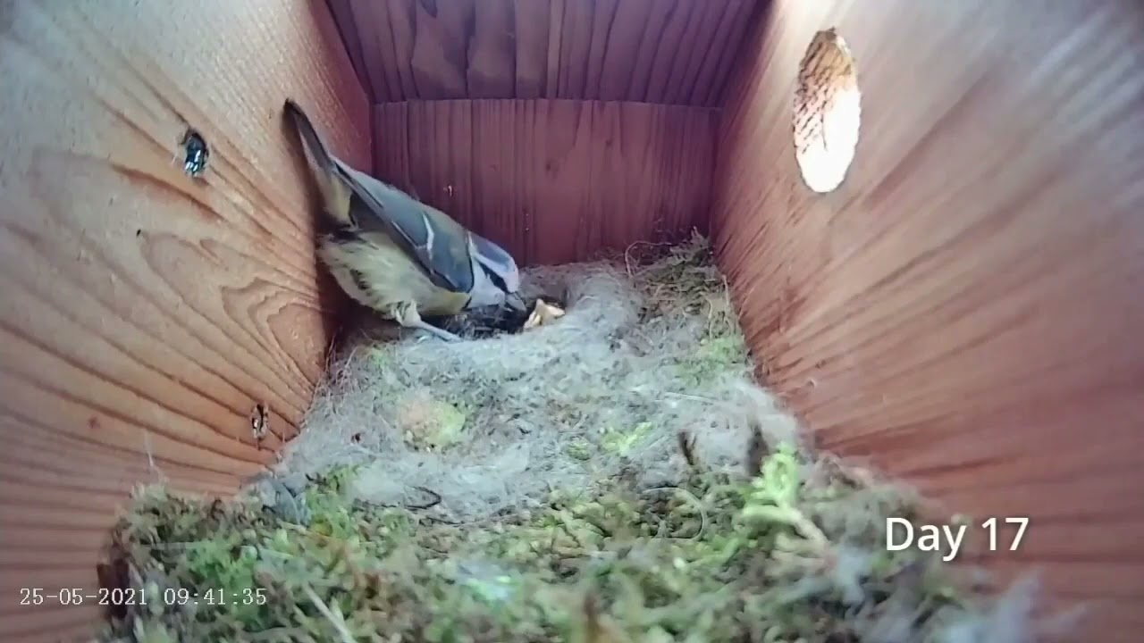 Гніздо синиці - народження пташенят 🐣🐥🐦