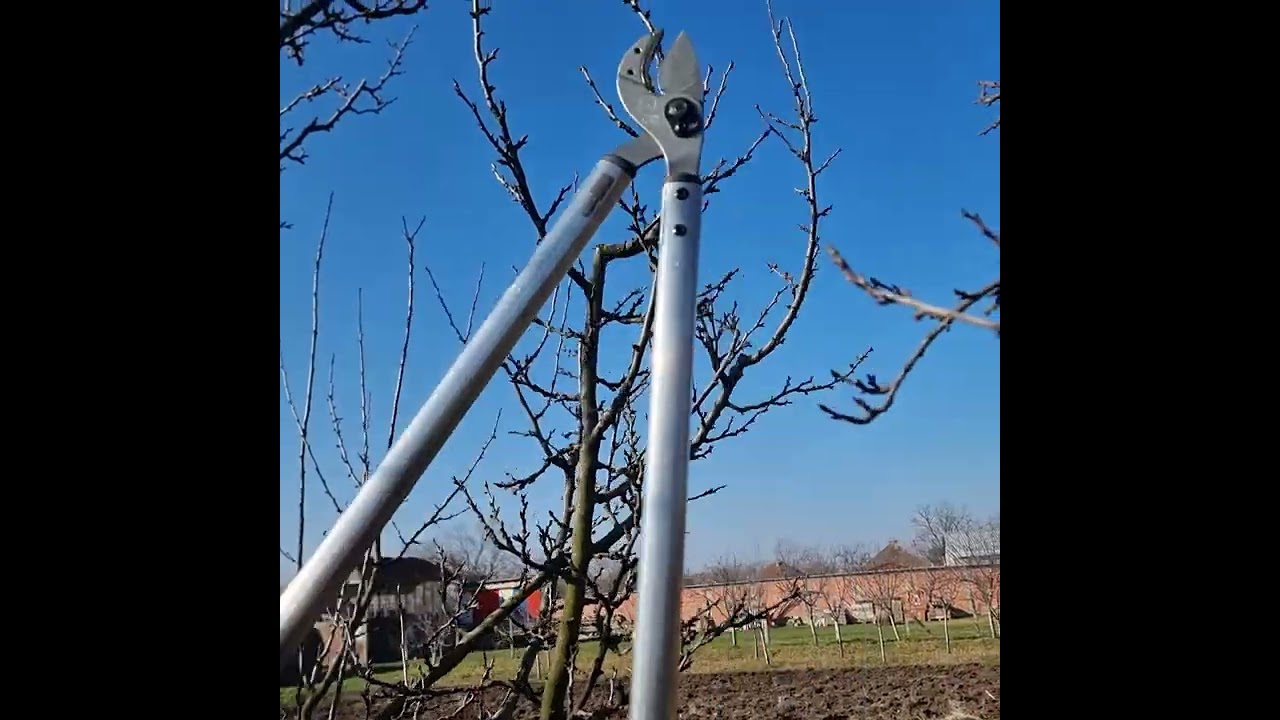 Rezidba šljive sa merdevina na rod #agriculture #pruning #nature #garden #agro #plum
