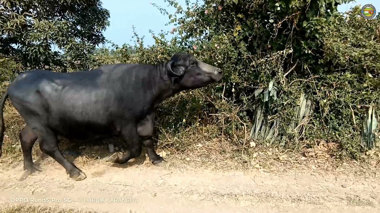 Jafrabadi buffalo orignal breed.gujarat ki jafrabadi topar bhesh.