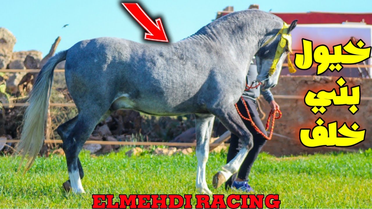 مشيت لأفضل الإسطبلات فمنطقة بني خلف مربط ELMEHDI RACING للخيول🐎أجي تشوفو معايا جودة الإنتاج المغربية