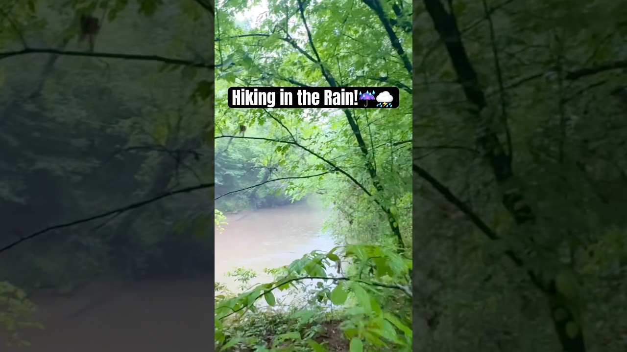 Hiking in the rain w/ a hound dog #rainshower #hikingwithdogs #springinthesouth #relaxation #nature