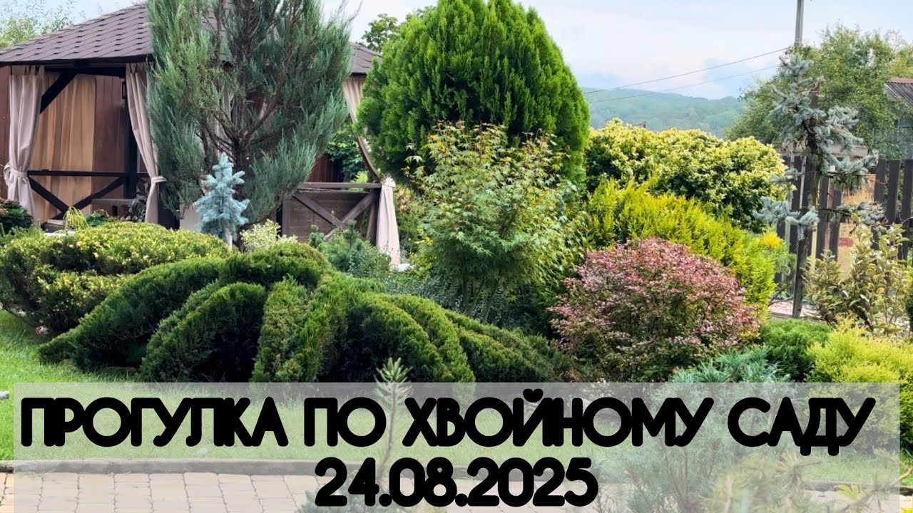 Прогулка по хвойному саду 24.08.2025