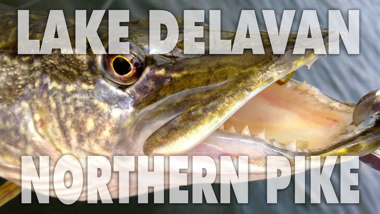 Northern Pike PERSONAL BEST at Lake Delavan, Wisconsin!