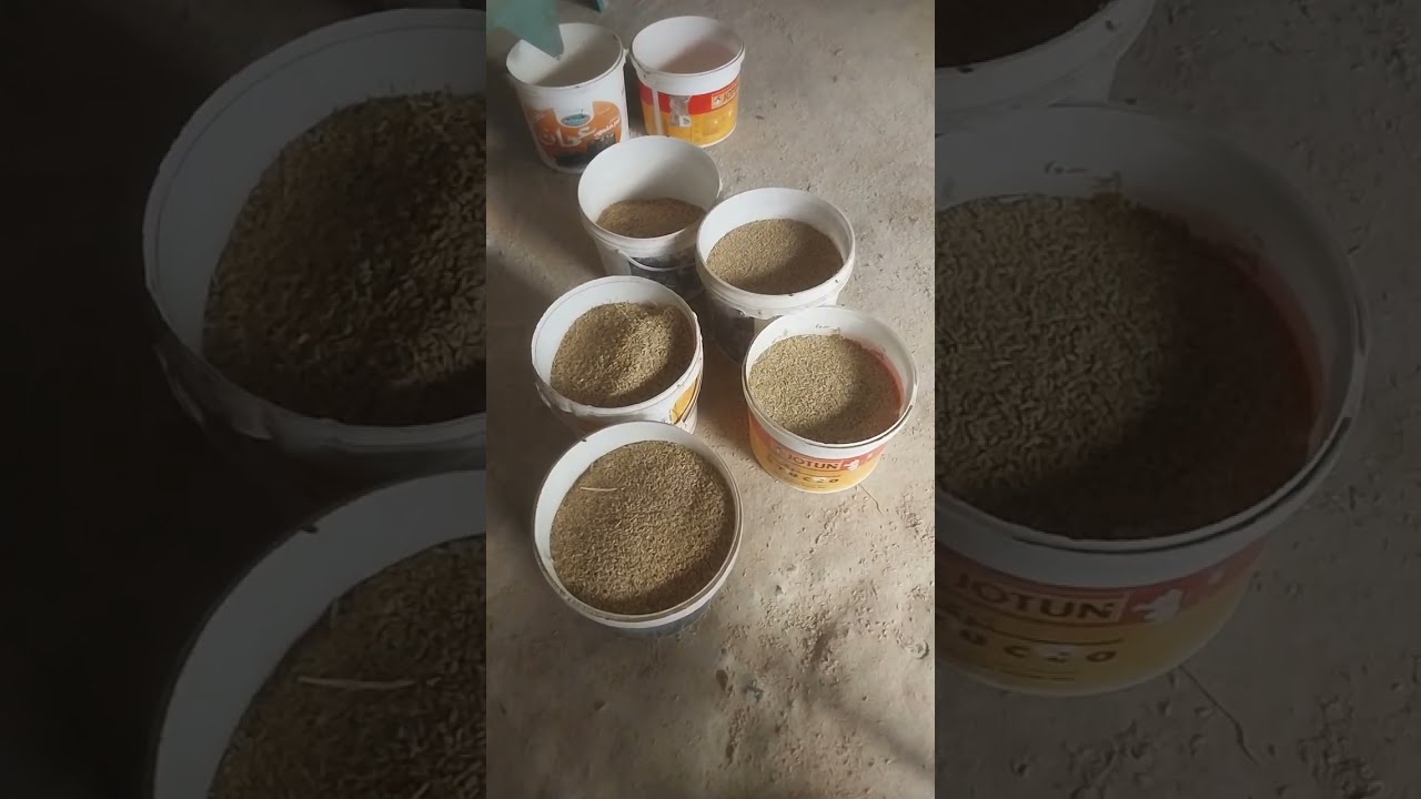 تعالو شوفو ازاي بنبيض الرز الشعير في مكنه الطحين🍃