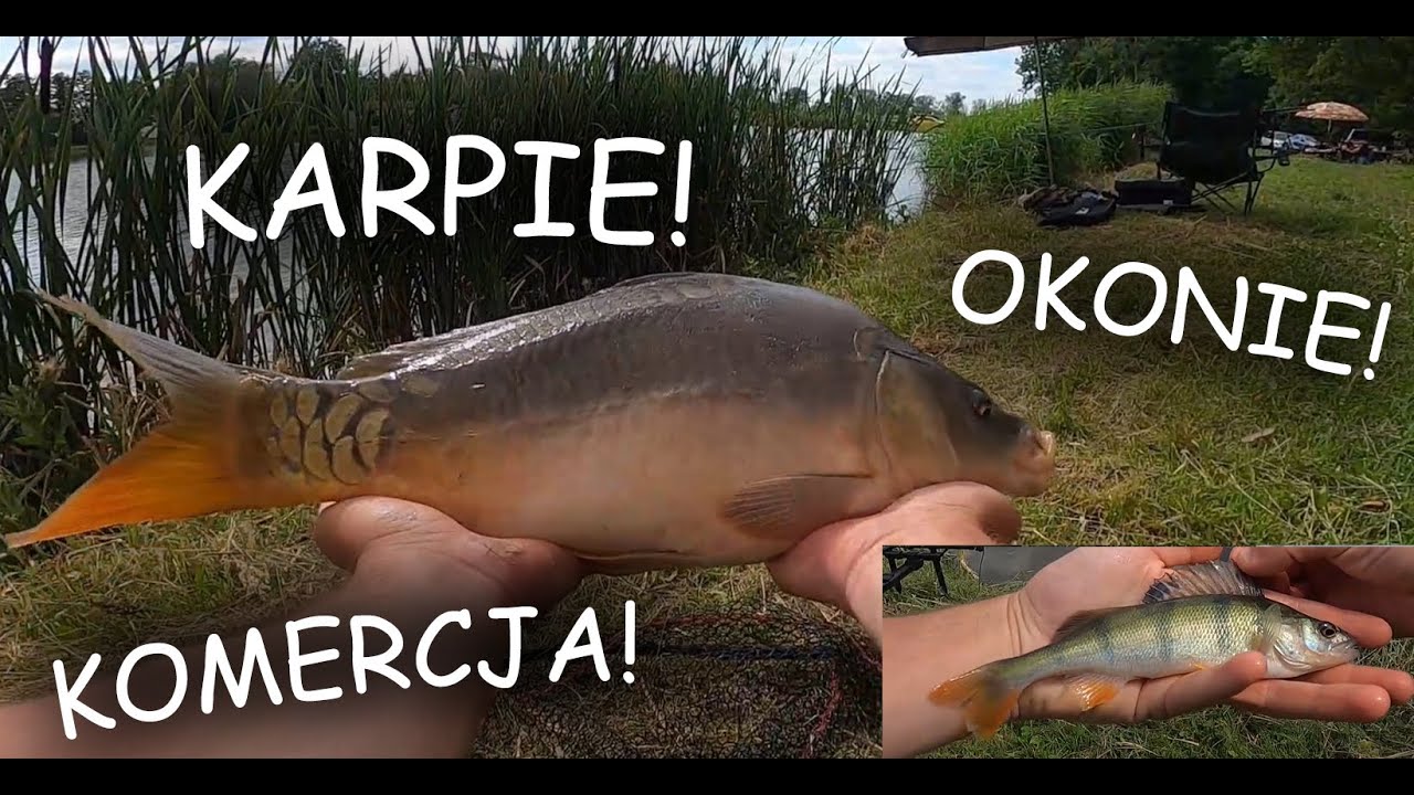 MIAŁY BYĆ SAME KARPIE A TRAFIŁY SIĘ... WĘDKARSTWO SPŁAWIKOWO-GRUNTOWE!