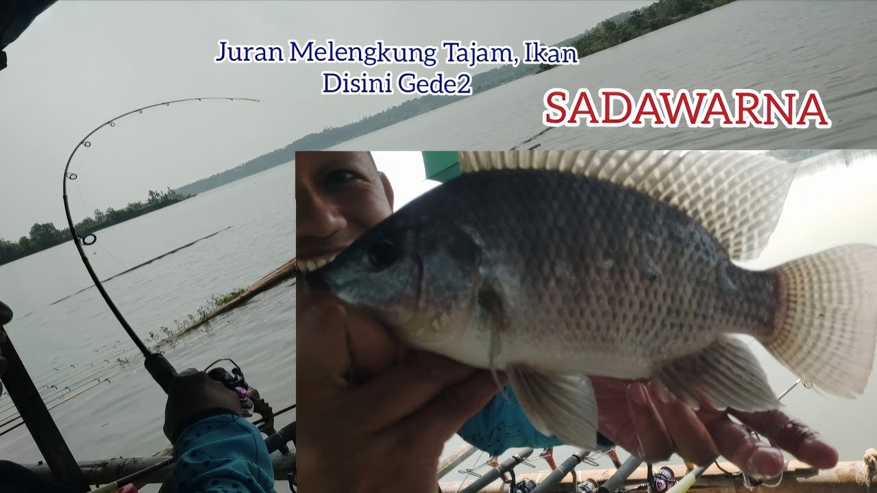 Mancing Sadawarna Lingkar Timur, Tarikannya Mantap