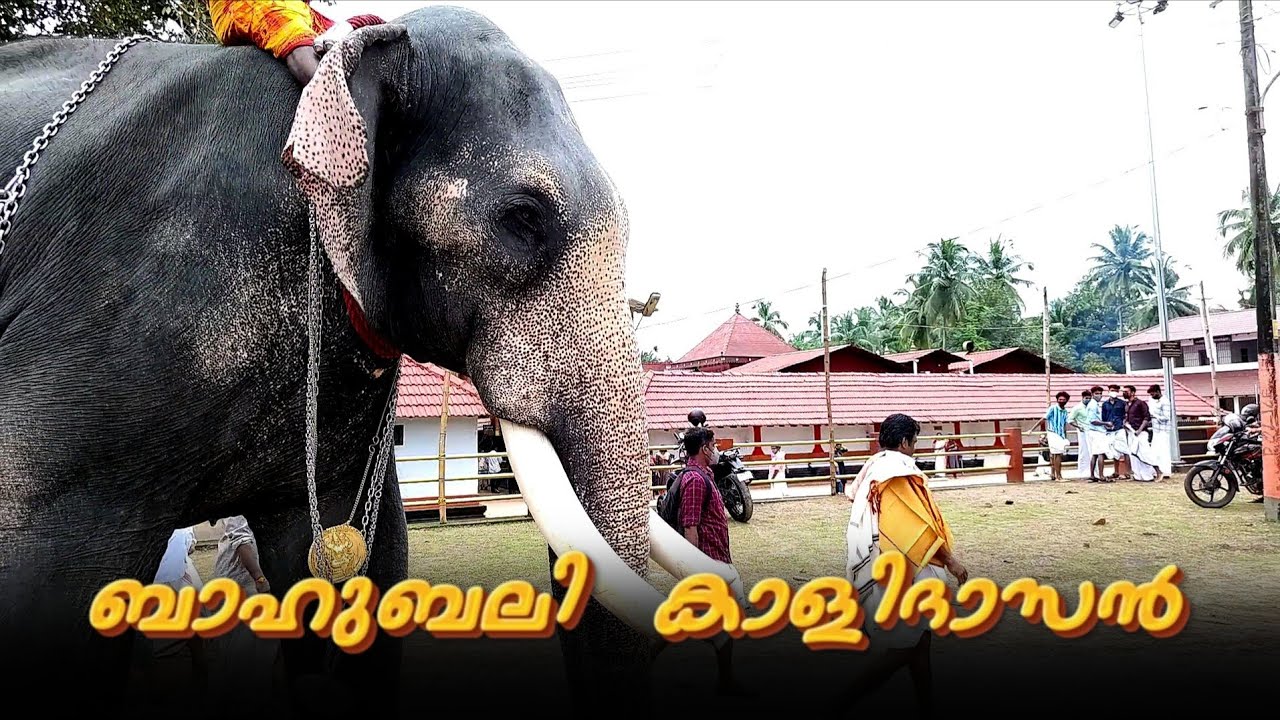 Chirakkal Kalidasan🐘#chirakkalkalidasan #aana #aanakeralam #aana_kazhchakal #aanakambam #aanapremika