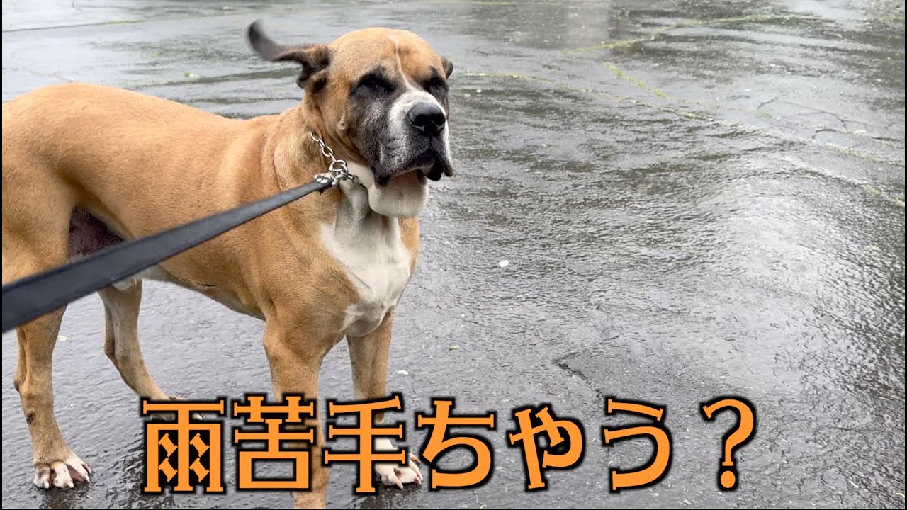 台風並みの強風の中お散歩？
