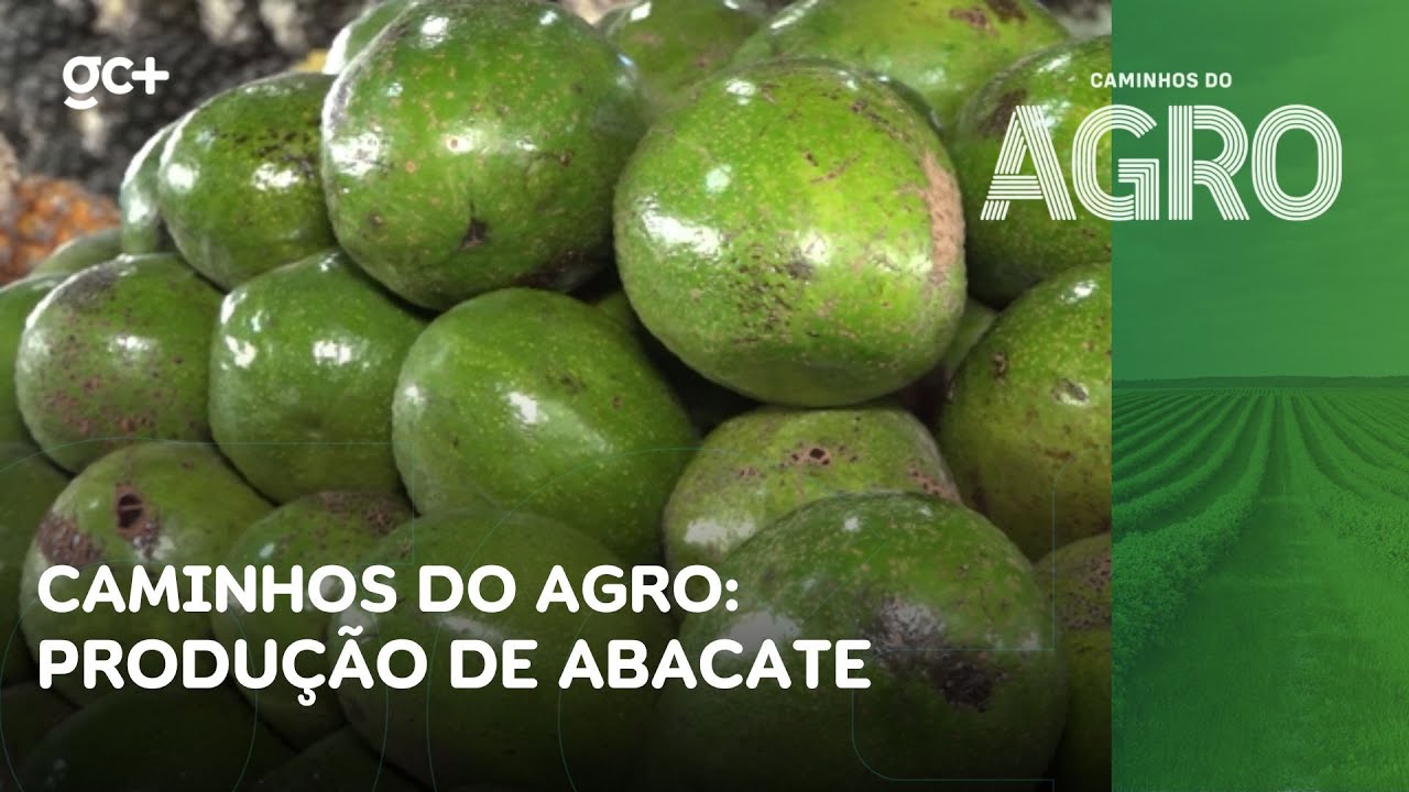Caminhos do Agro: abacate ganha espaço entre produtores e na casa dos cearenses | Jornal da Cidade
