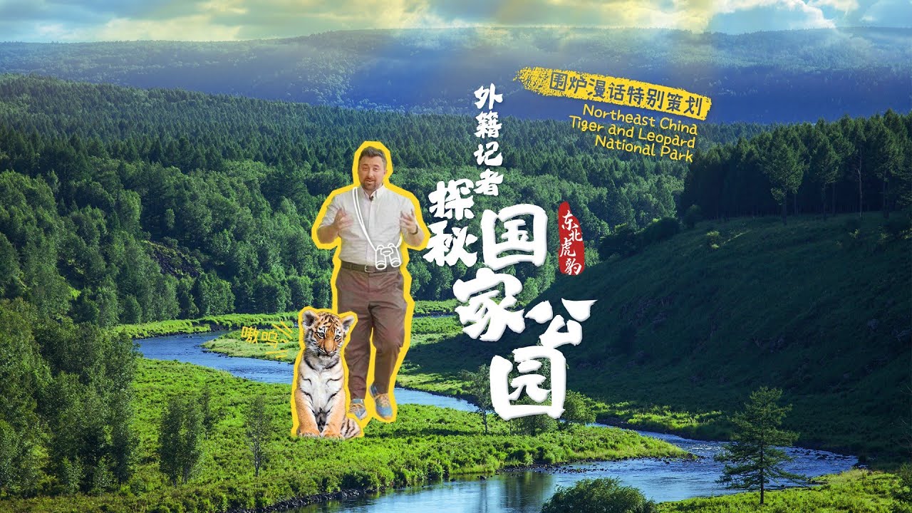 Tiger conservation in Heilongjiang roaring success for China
