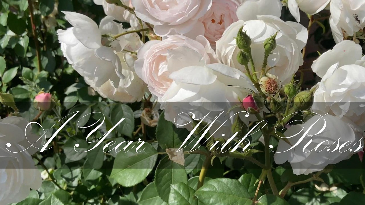 A Year With Roses: From Winter to Winter | Full Garden Timelapse Transformation