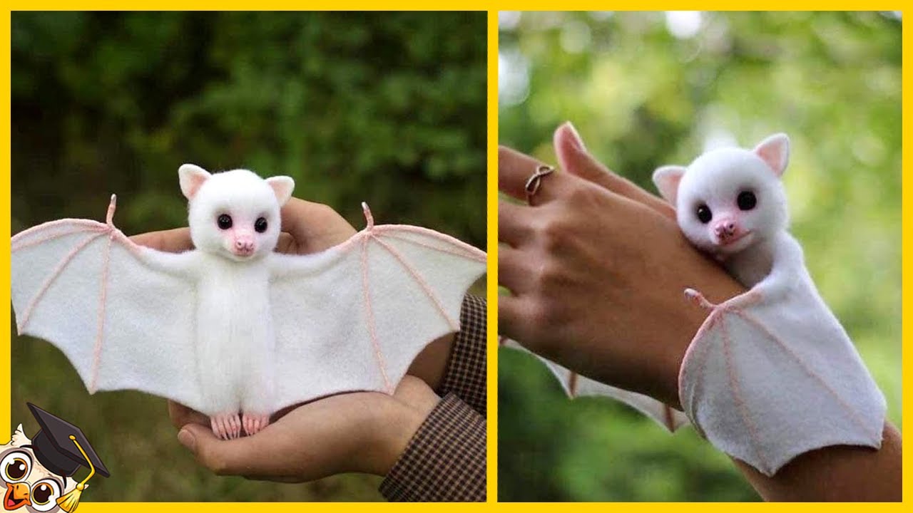 20 Vriendelijkste Dieren ter Wereld
