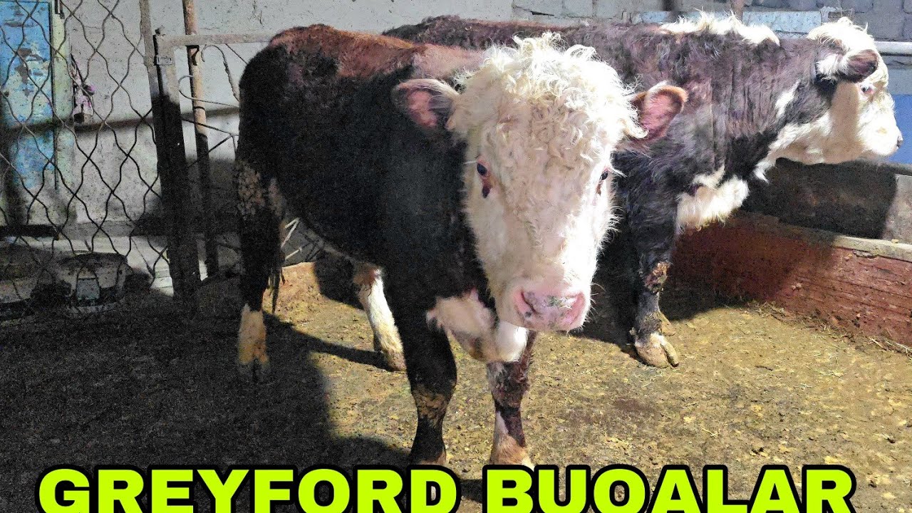 Dehqaonlardan greyford buqalarni zo'rlari  2 февраля 2026 г.